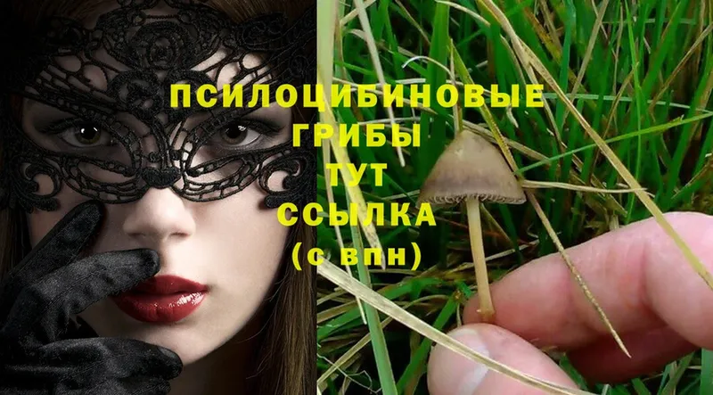 Галлюциногенные грибы MAGIC MUSHROOMS  hydra как войти  Грайворон 